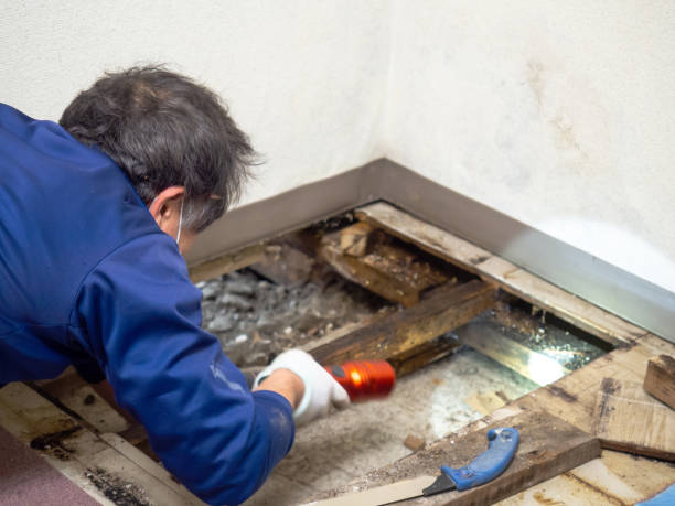 Best Local Mold Removal Service  in Brices Creek, NC