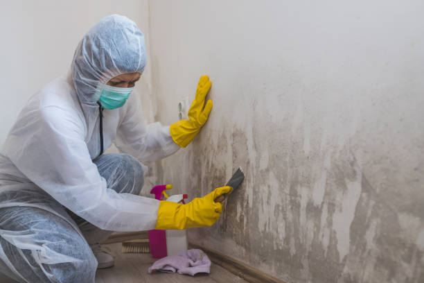 Best Professional Mold Removal  in Brices Creek, NC