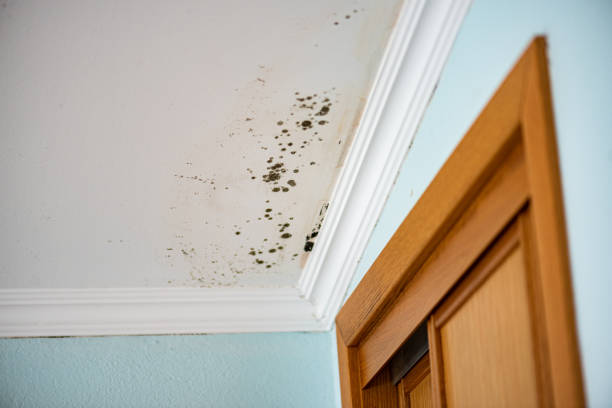 Brices Creek, NC Mold Removal Company