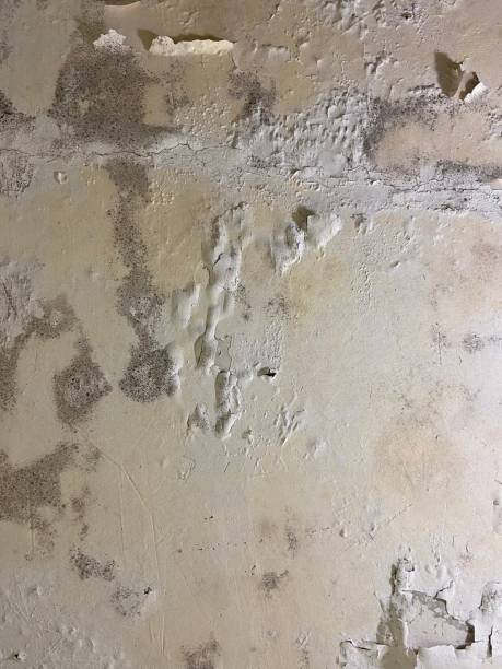 Best Black Mold Removal  in Brices Creek, NC